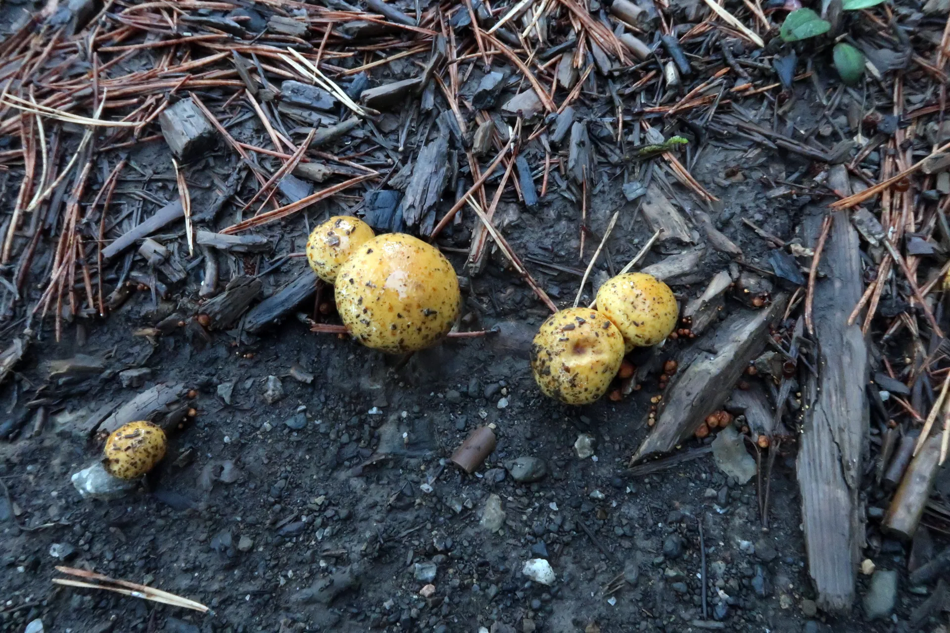 Pholiota lucifera - 1 - IMG_7519